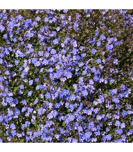 Amazon.co.jp: 宿根草 苗 アストランティア ローマ 10.5cmポット